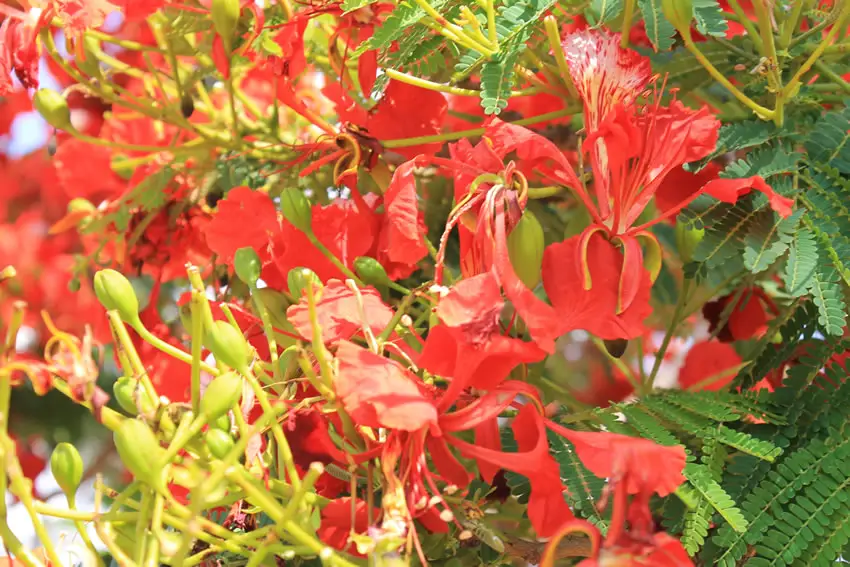 Flamboyant Rouge De La Réunion Photos Dun Arbre Magnifique
