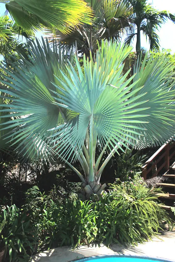 le palmier de bismarck flore de la reunion
