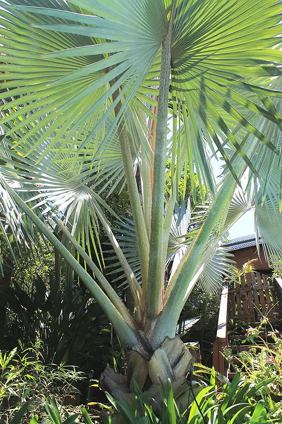 le palmier de bismarck flore de la reunion