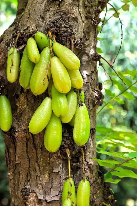 Bilimbi RÃ©union, un fruit de la RÃ©union "lontan"