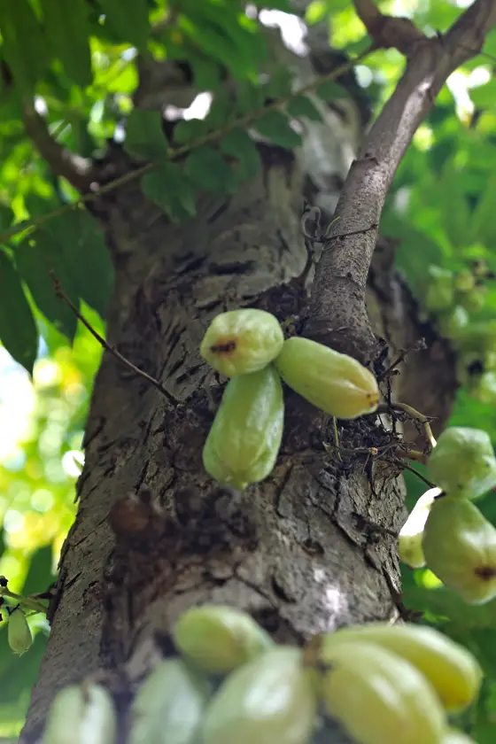 Bilimbi Réunion, un fruit de la Réunion "lontan"