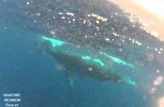 Baleine et Baleineau à la Réunion