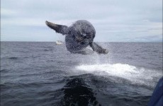 Baleine qui s’envole…