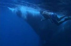 Baleine : Rencontre en plongée à la Réunion