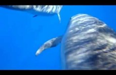 Baleines à Bosses à la Réunion