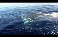 Baleines à bosses : Balai majestueux à la Réunion