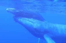 Baleines : Migration hiver austral