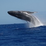 baleines à bosse au large Ile Réunion