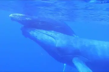Chant de baleines