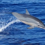 Sortie dauphins en plongée avec les baleines à bosse à la Réunion