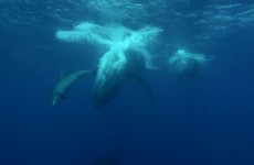 Dauphins et Baleines à la Réunion