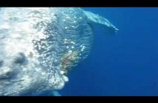 Ile de la Réunion : Baleine au ralenti