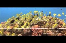 Ile de la Réunion Tourisme : Faune et flore en plongée sous marine