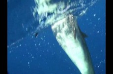Nager avec les dauphins et les baleines à la Réunion