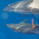 Sortie dauphins Réunion