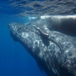 Ile Réunion : Photo baleine