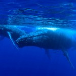 Plongée avec les baleines