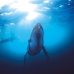 photo baleines à la Réunion