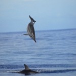 dauphins à la Réunion