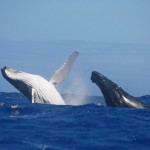Plongée avec les baleines à bosse à la Réunion