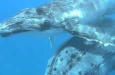 Plage Boucan Canot : Baleines en beauté