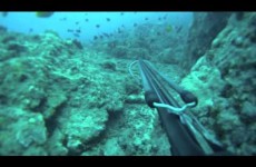 Plongée et chasse sous marine : Pointe au sel Réunion