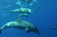 Plongée sous marine : Dauphins à la Réunion