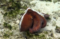 Poulpe zourite : Plongée sous marine en lagon