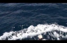 Record Pêche au gros Marlin bleu 388 kg