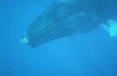 Rencontre : Baleines à l’Ile de la Réunion