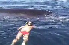 Sauvetage d’une baleine à bosse