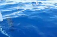 Voyage à la Réunion : Safari dauphin