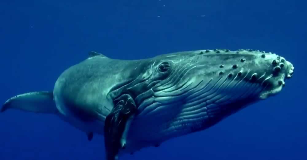 image baleines et baleineaux 