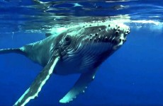 baleines : Vidéo plongée Ile de la Reunion Tourisme 2014