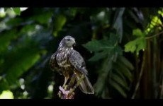 Papangue de la Réunion : vidéo d’un oiseau très rare