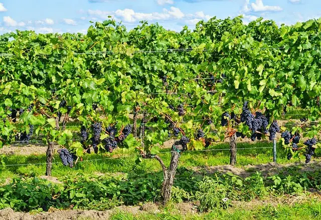 Le vin français à l'honneur grâce nombreux domaines viticoles.