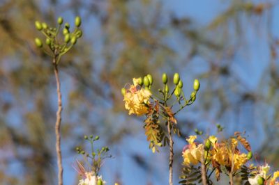 Flamboyant jaune, arbre de la Réunion