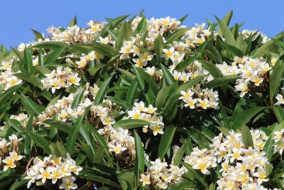 Le Frangipanier, fleur de la Réunion