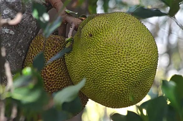 Le jacque ou ti jaque, un fruit apprécié dans la cuisine réunionnaise