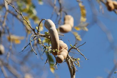 Tamarinier des Bas, arbre fruitier apprécié des Réunionnais