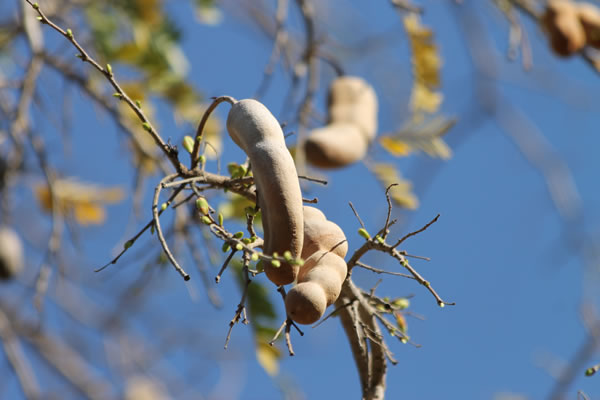 Le tamarinier est un arbre aux fruits très appréciés à la Réunion.