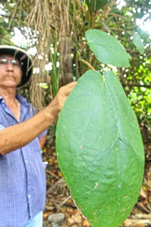 Espèces endémiques de la Réunion sur la Route de Tamarins