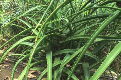 Les Aloés à la Réunion