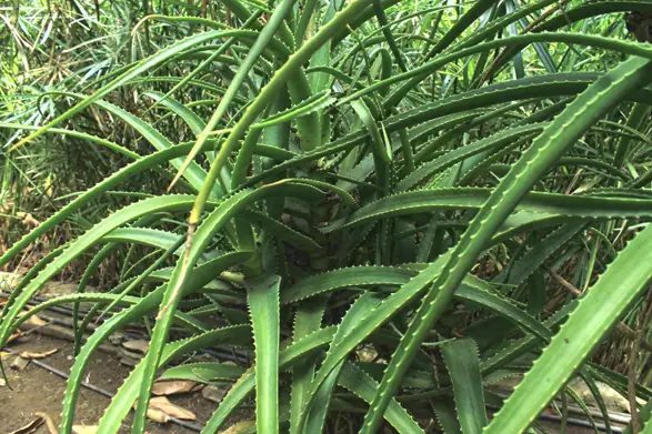 L'aloë est une plante médicinale de la Réunion, attention toute fois à la manière dont vous vous en servez !