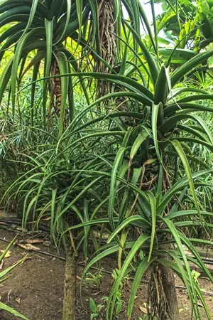 L'aloë est une plante médicinale de la Réunion, attention toute fois à la manière dont vous vous en servez !
