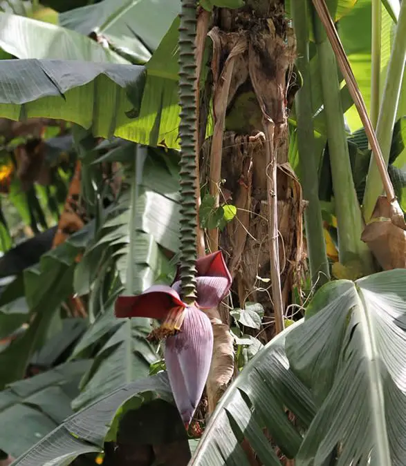 baba figue issu du bananier se deguste en cari