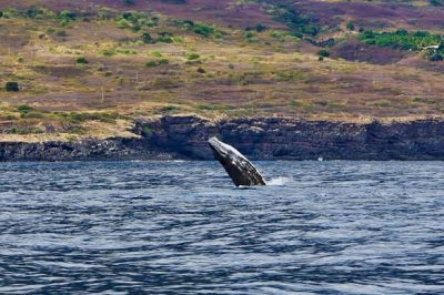 Chant des baleines – Ile de la Réunion