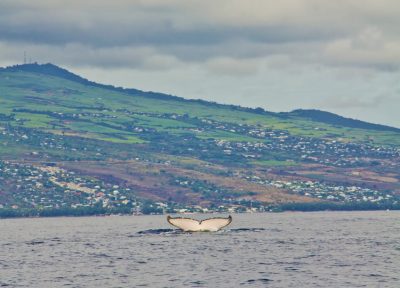 Baleines à bosse en plongée sous marine