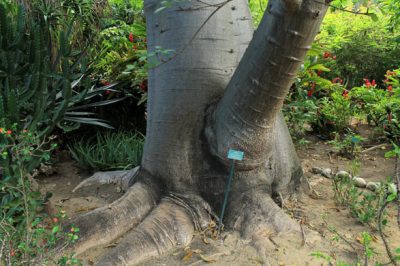 Baobab – Flore de la Réunion