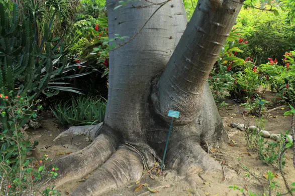 Le baobab est un arbre gigantesque originaire d'Afrique et Madagascar